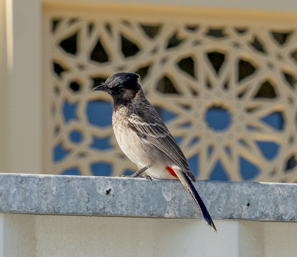 Photograph by Меркулова Наталья Геннадьевна