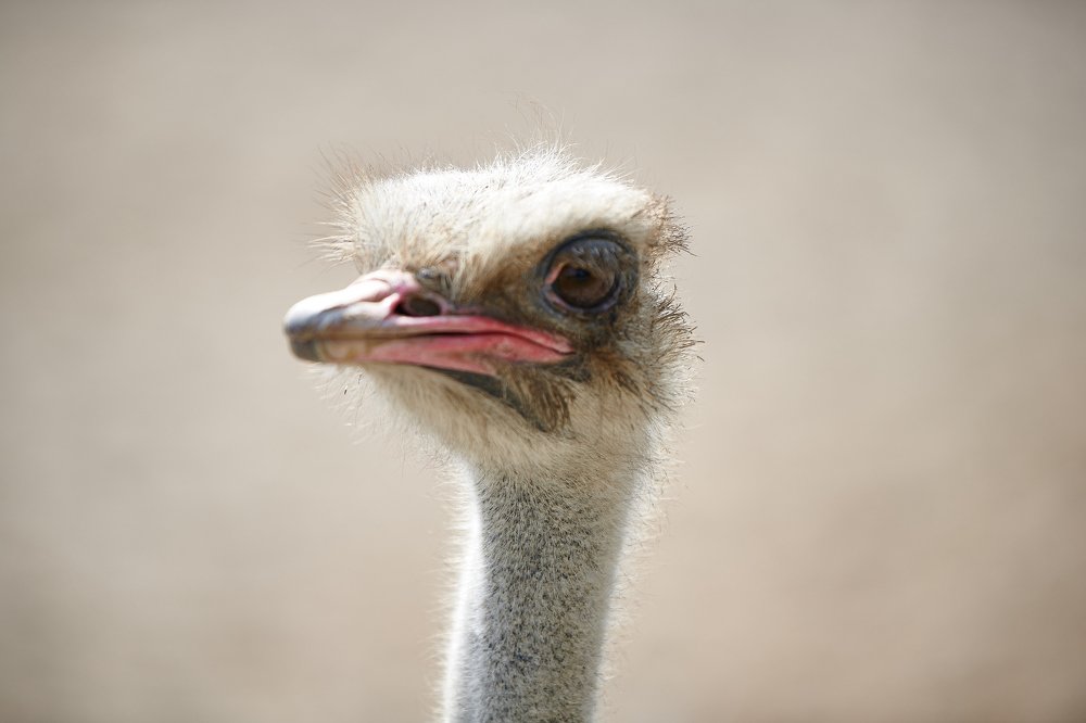 Ostrich portrait