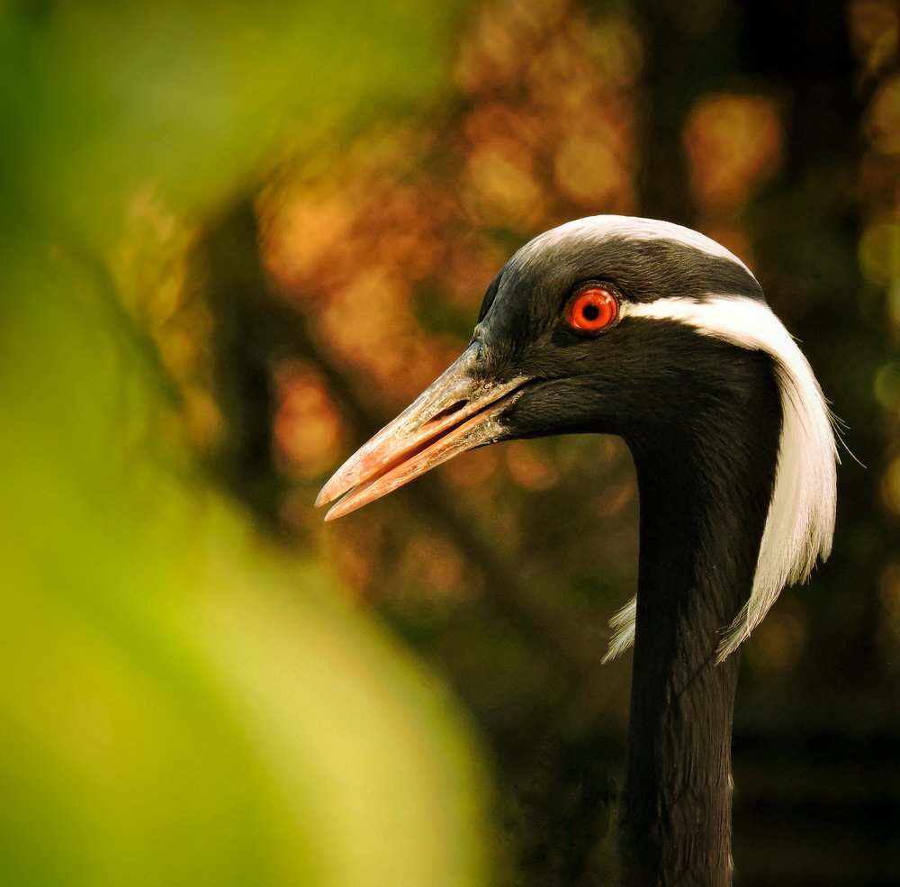 Head shot of crane