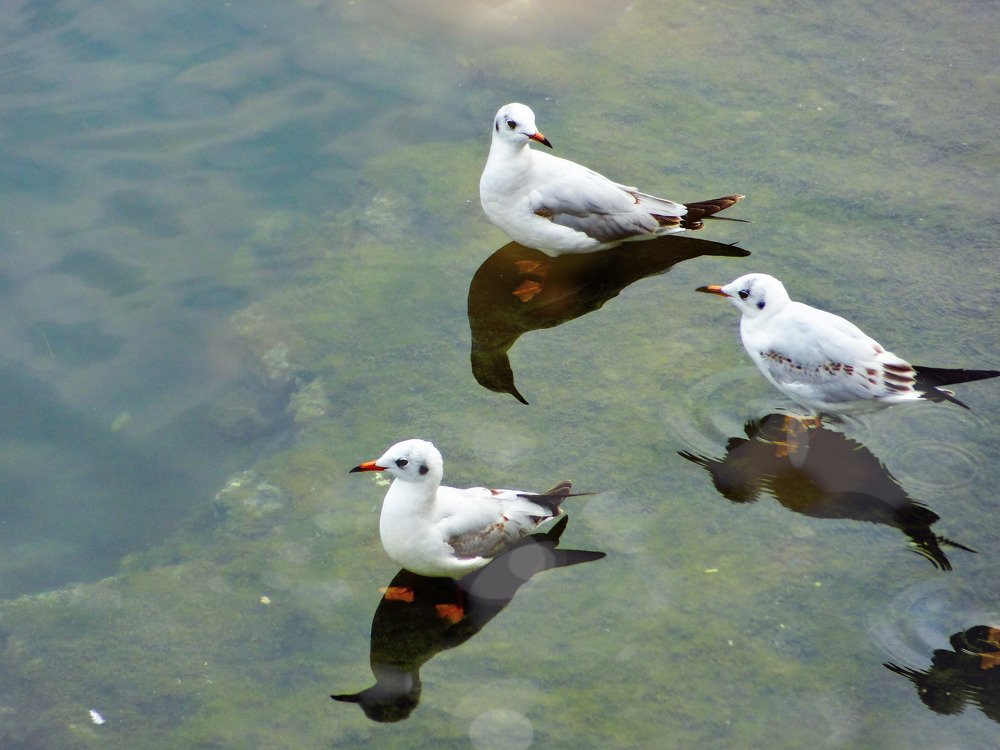 Photograph by Swapnil Bavaria