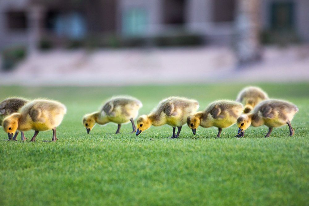 Photograph by Lana Anferow