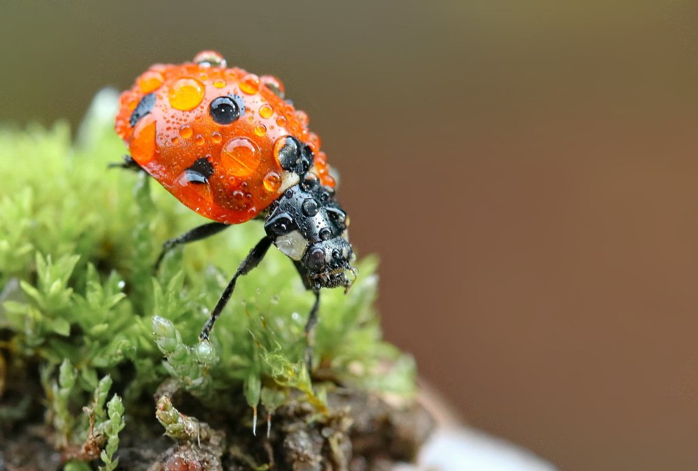 Photograph by Игорь Осипов