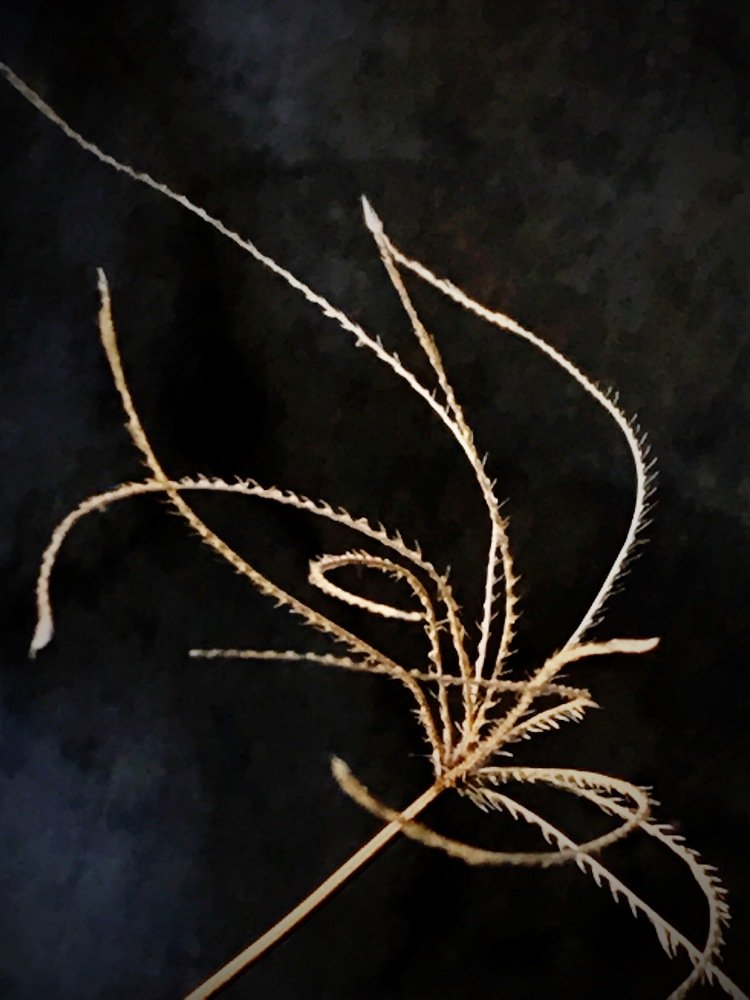 Photograph by Deasy Junita Dhani Hidayana