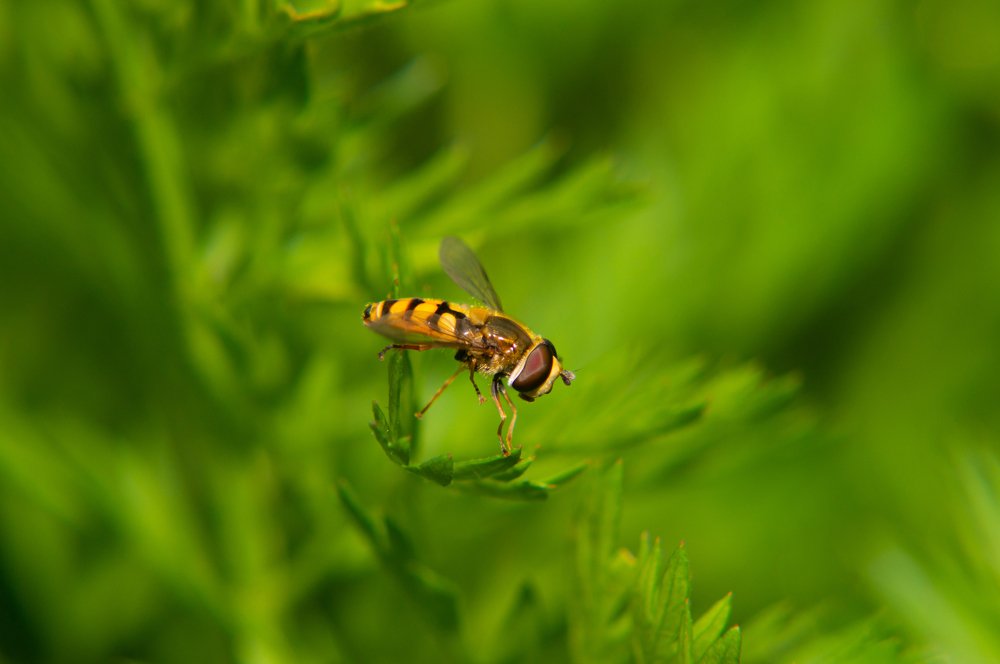 Photograph by Наталья Подмогильная