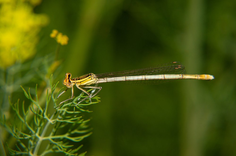 Photograph by Наталья Подмогильная