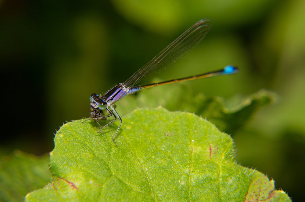 Photograph by Наталья Подмогильная