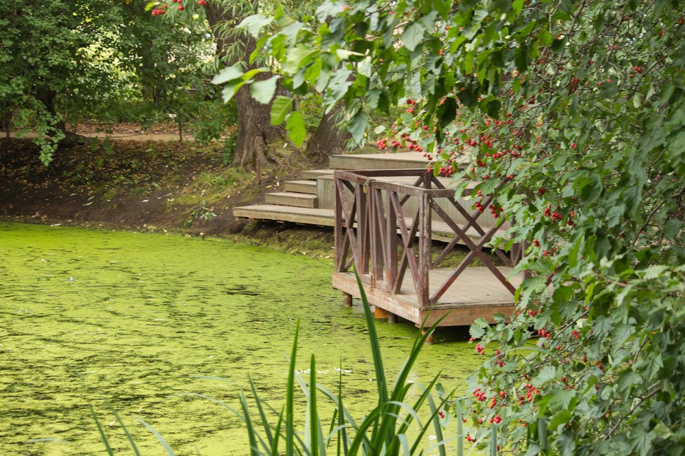 Зелёный сентябрь