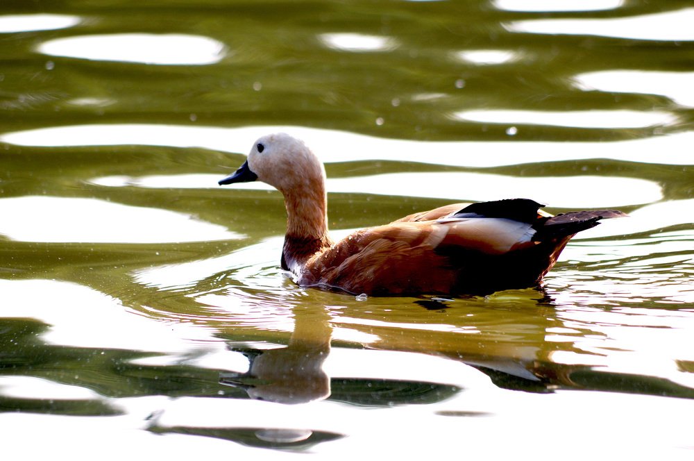 Photograph by Михаил Обертаев