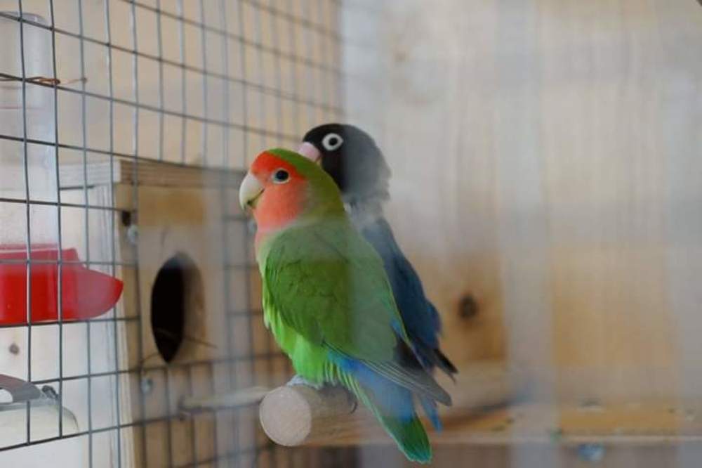 Photograph by Эльза Чанба