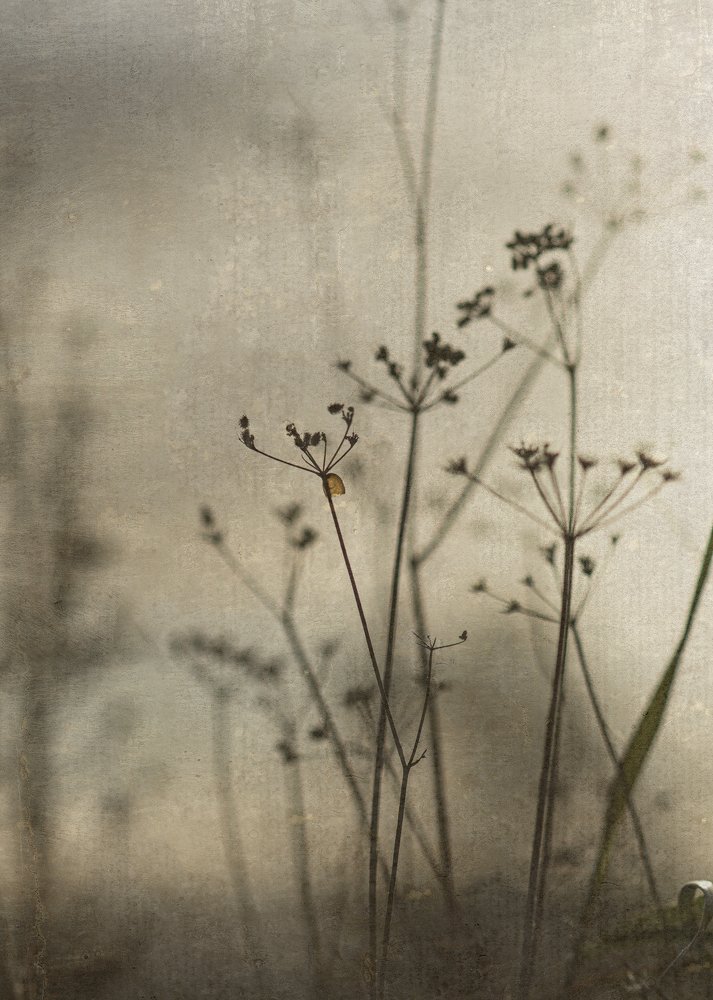 Photograph by Ashling Hayes