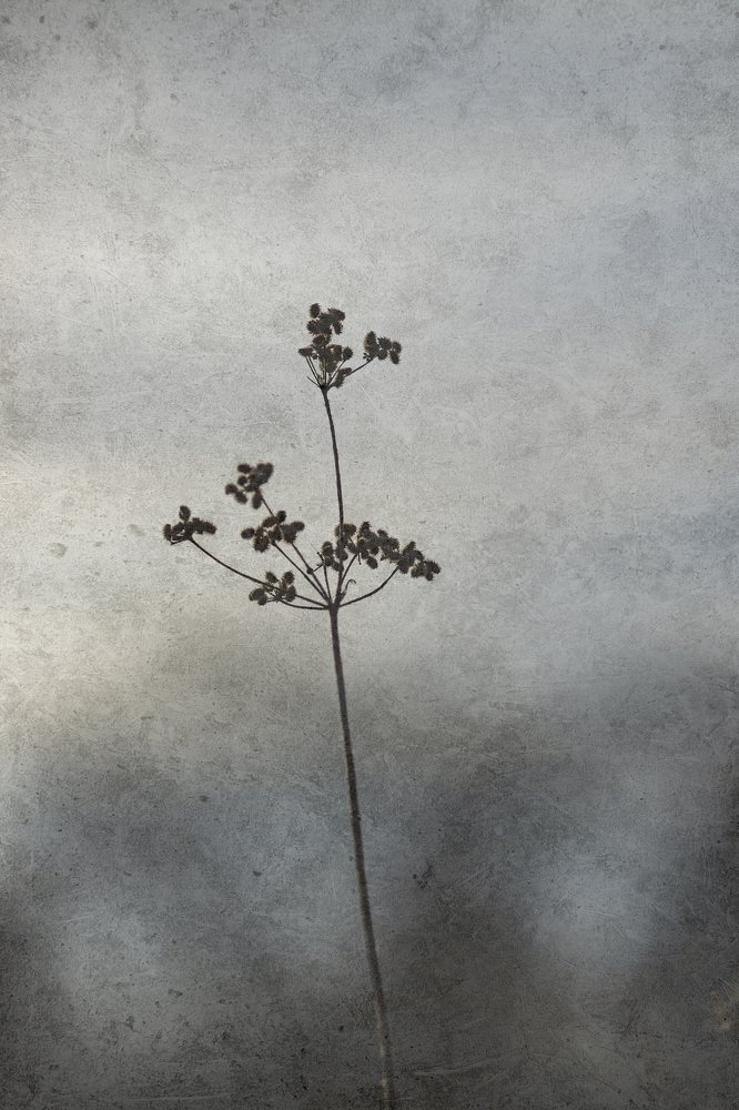 Photograph by Ashling Hayes