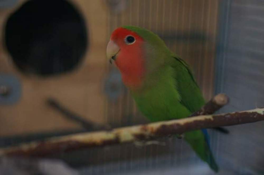 Photograph by Эльза Чанба