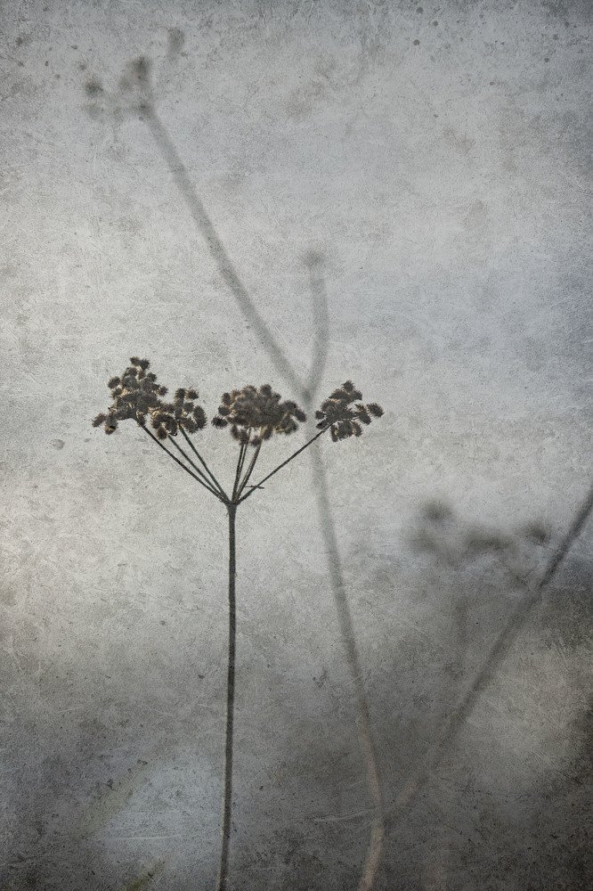 Photograph by Ashling Hayes