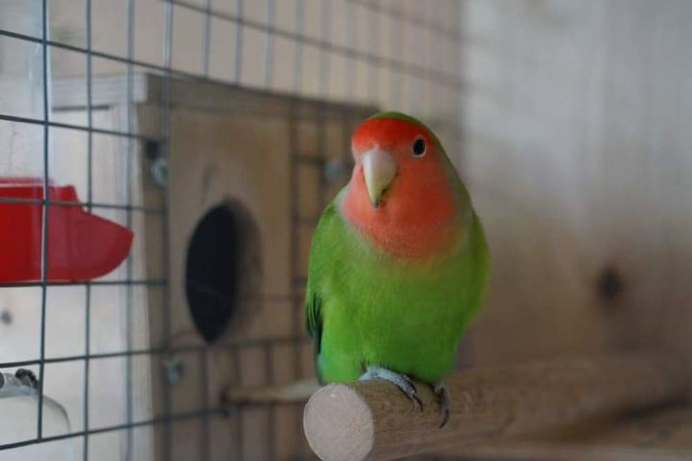 Photograph by Эльза Чанба