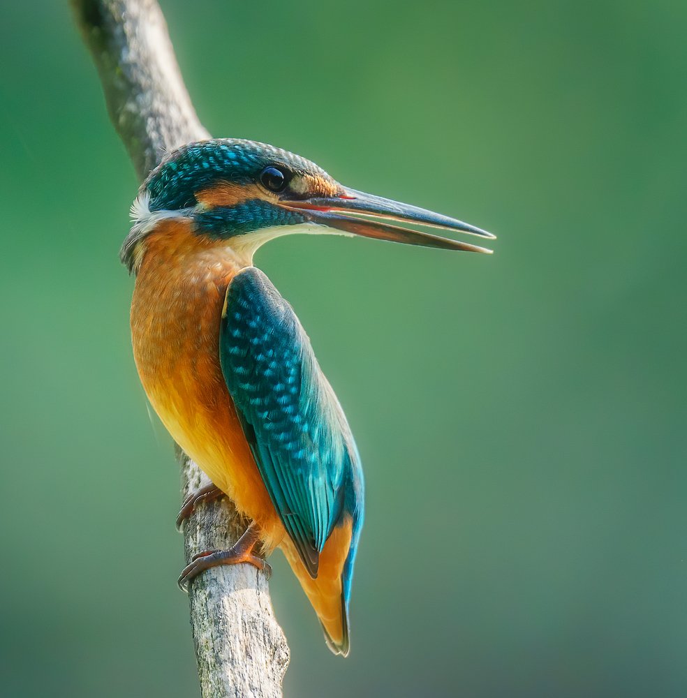 Photograph by Alexander Plekhanov