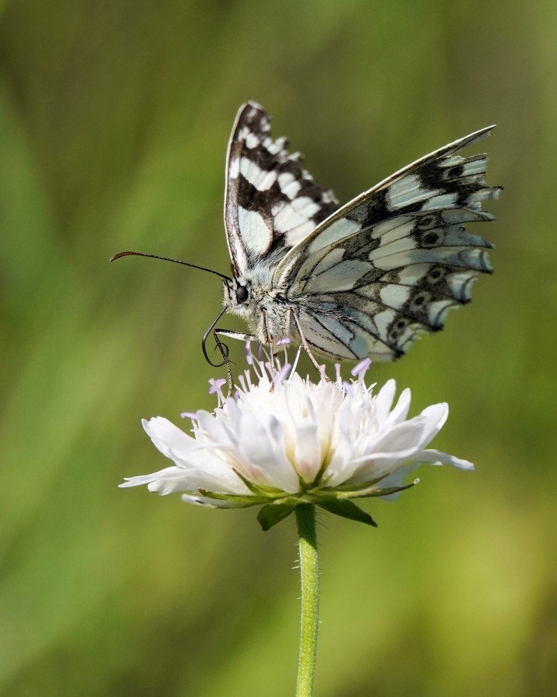 Фотография автора Katarina Sediva