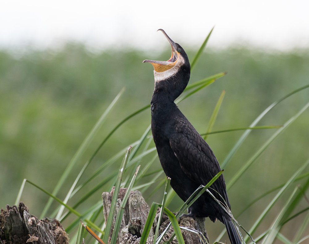 Photograph by Valerijs Bukovskis