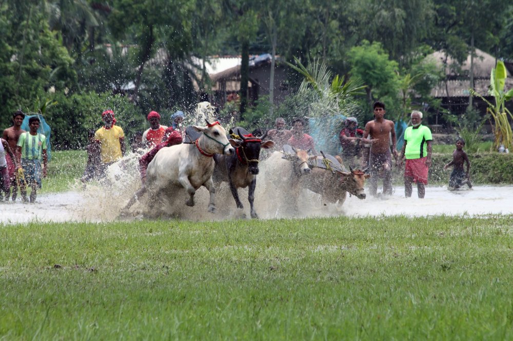 Moichara,the cow race.