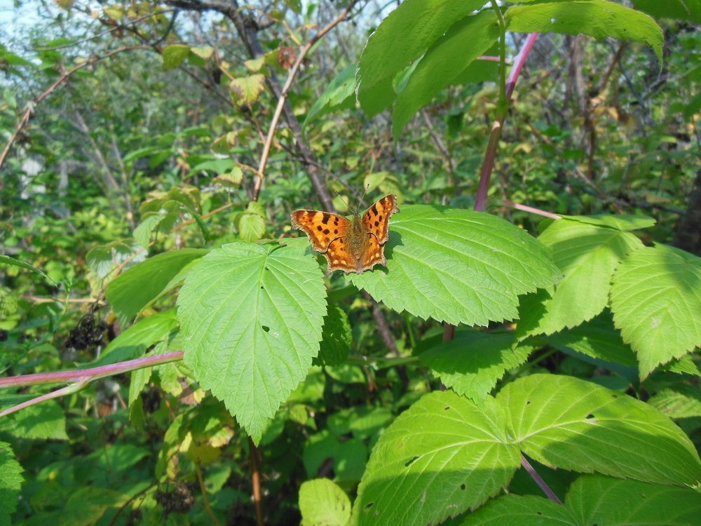 Фотография автора Клавдия Васильева
