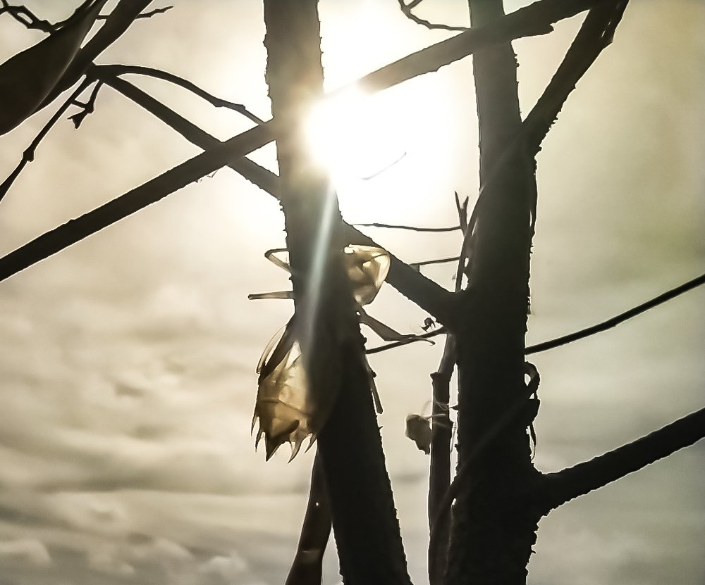 Photograph by Janine Rodríguez