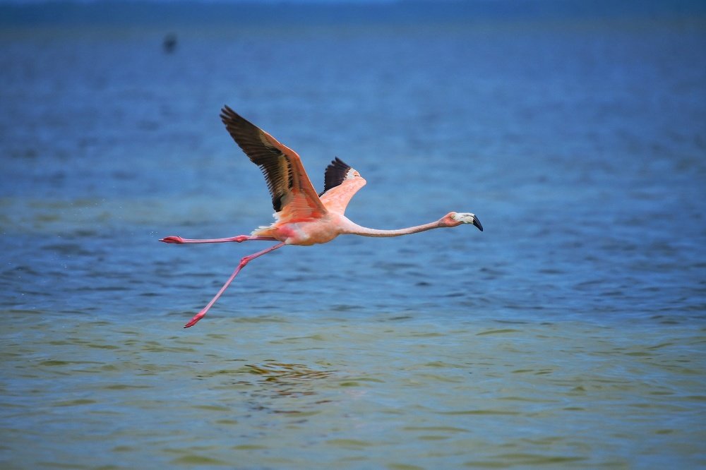 Photograph by Juan Carlos gamborino Sánchez