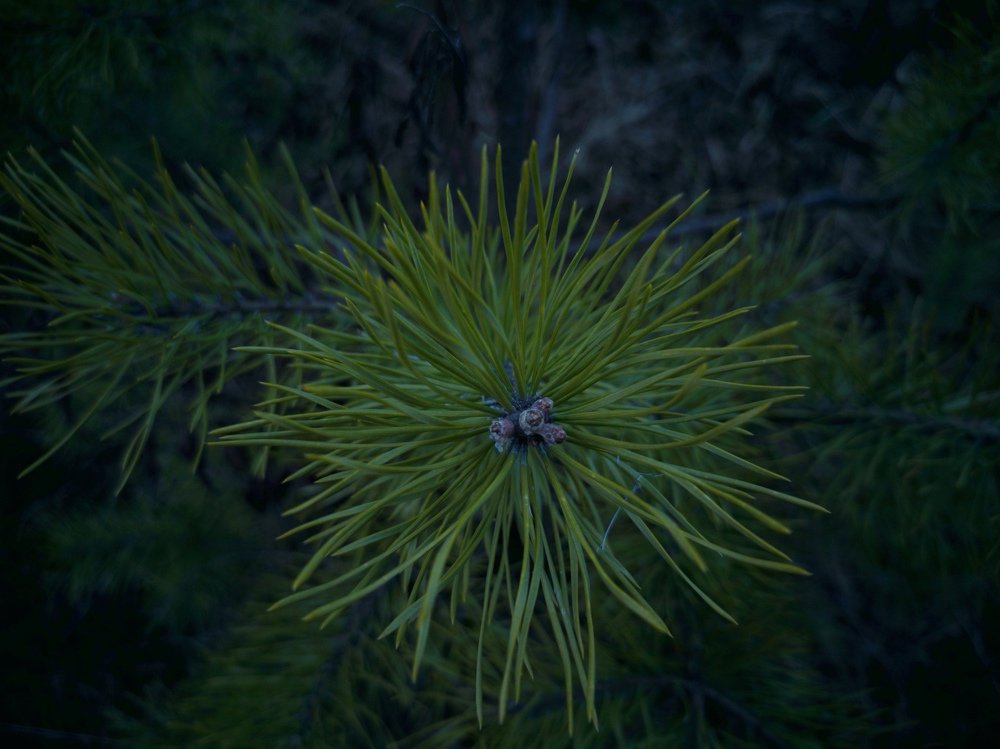 Photograph by Кузьма Чупин