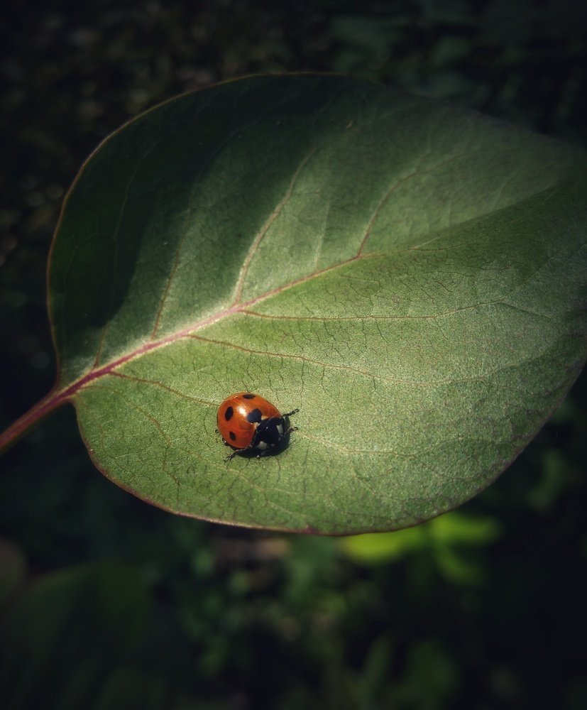 Фотография автора Виктор Конев