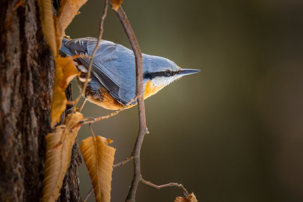 Photograph by Mario Cibulka