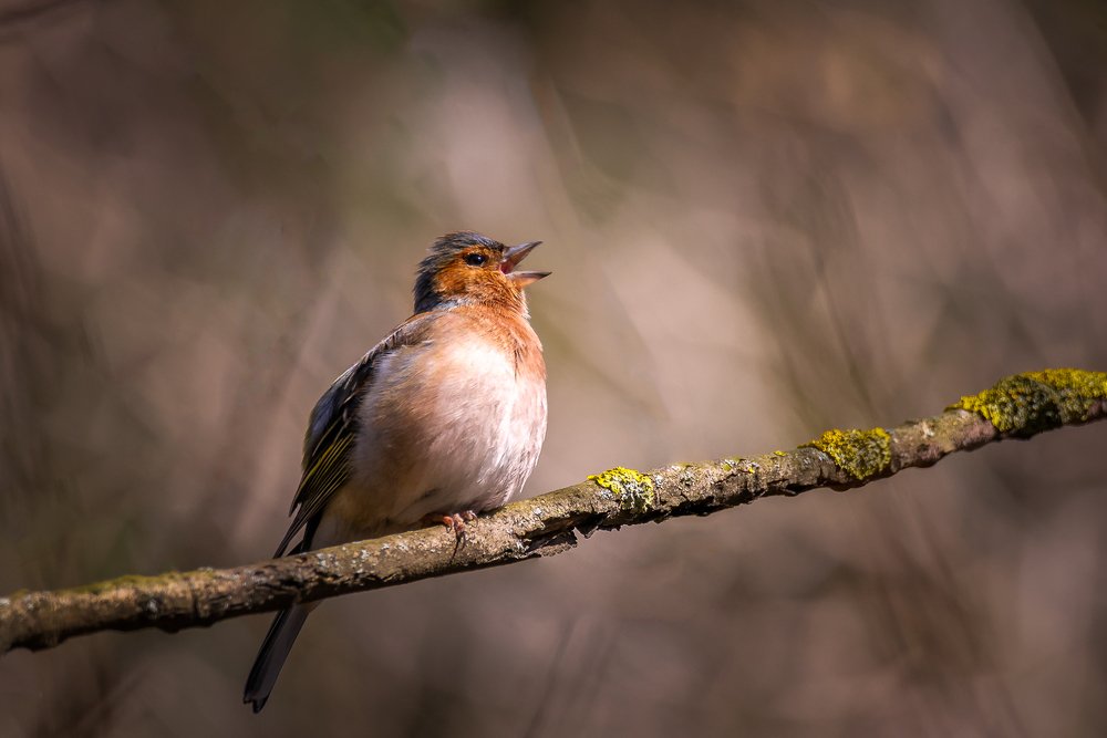 Photograph by Mario Cibulka