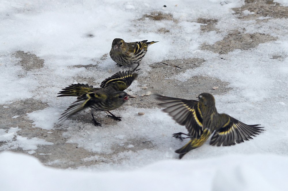 Битва за территорию