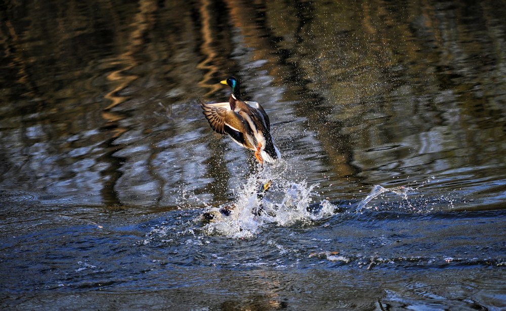 Фотография автора Старостин Дмитрий