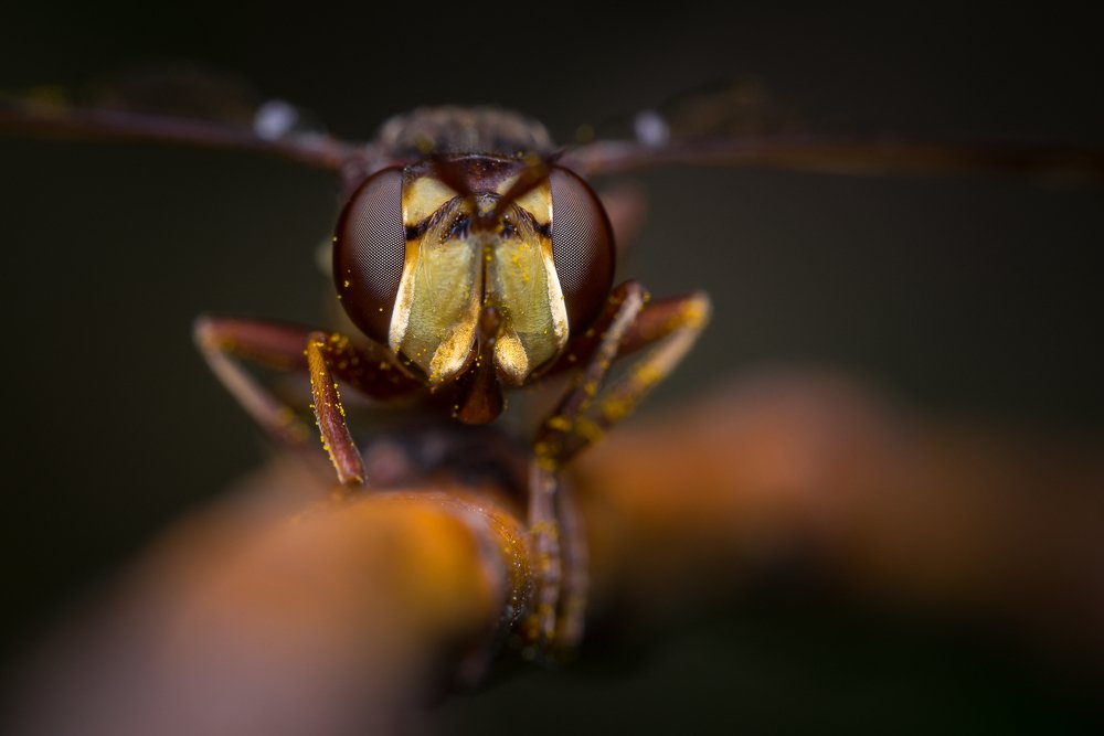 Photograph by Mario Cibulka