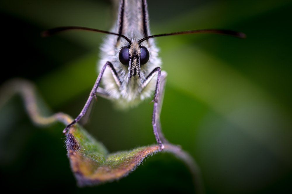Photograph by Mario Cibulka