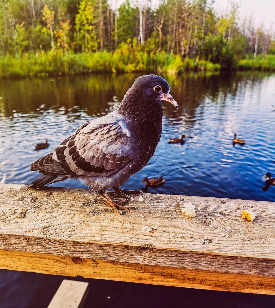 Photograph by Светлана Перминова