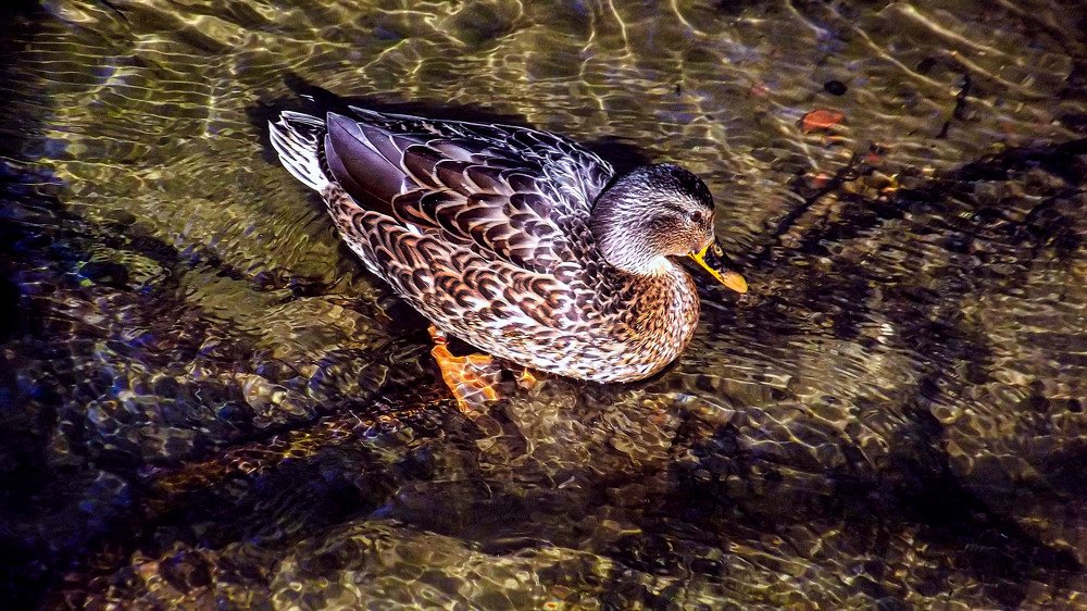 Photograph by Светлана Перминова