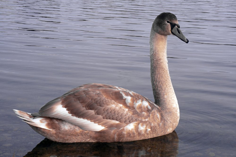 Photograph by Алексей Стрижаков