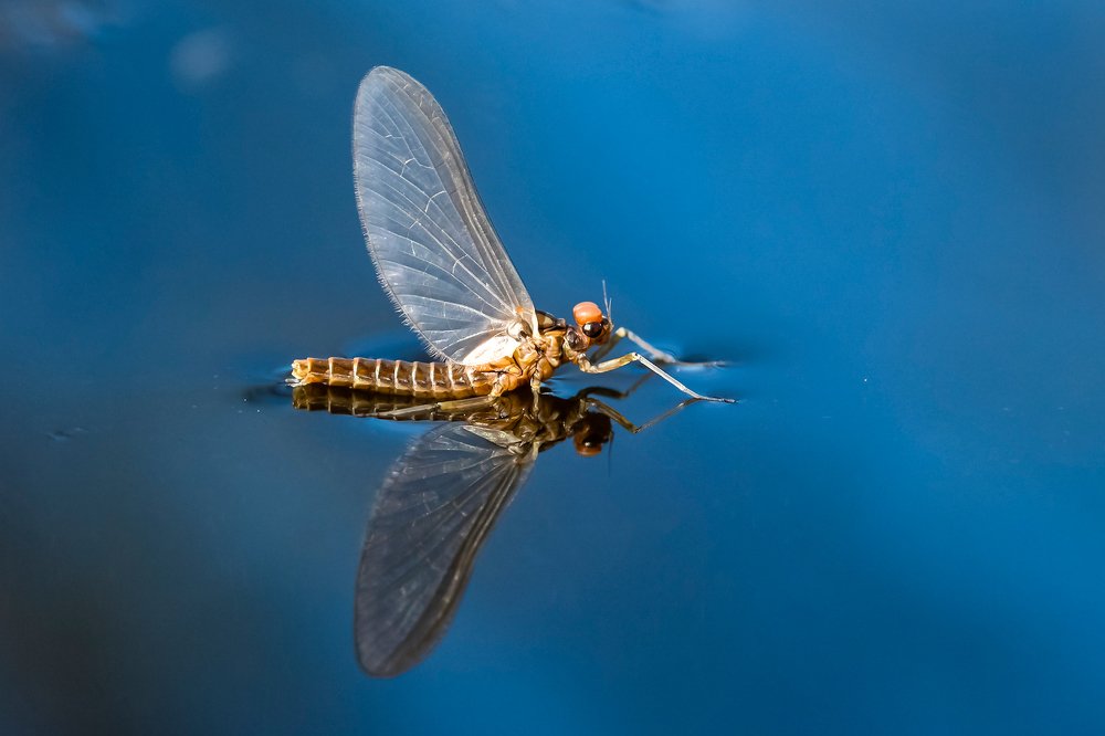 Photograph by Александр Абросимов