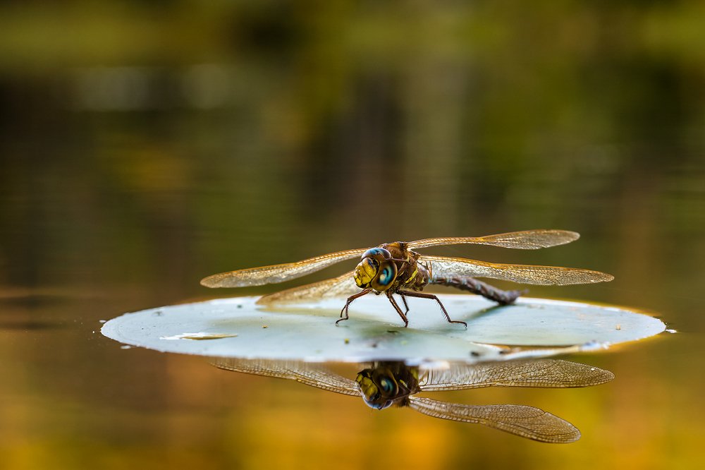 Photograph by Александр Абросимов