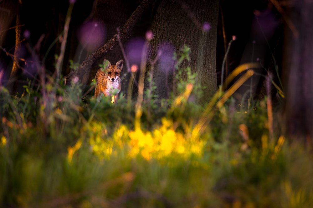 Photograph by Mario Cibulka