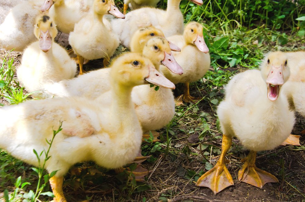 Photograph by Наталия Иванова