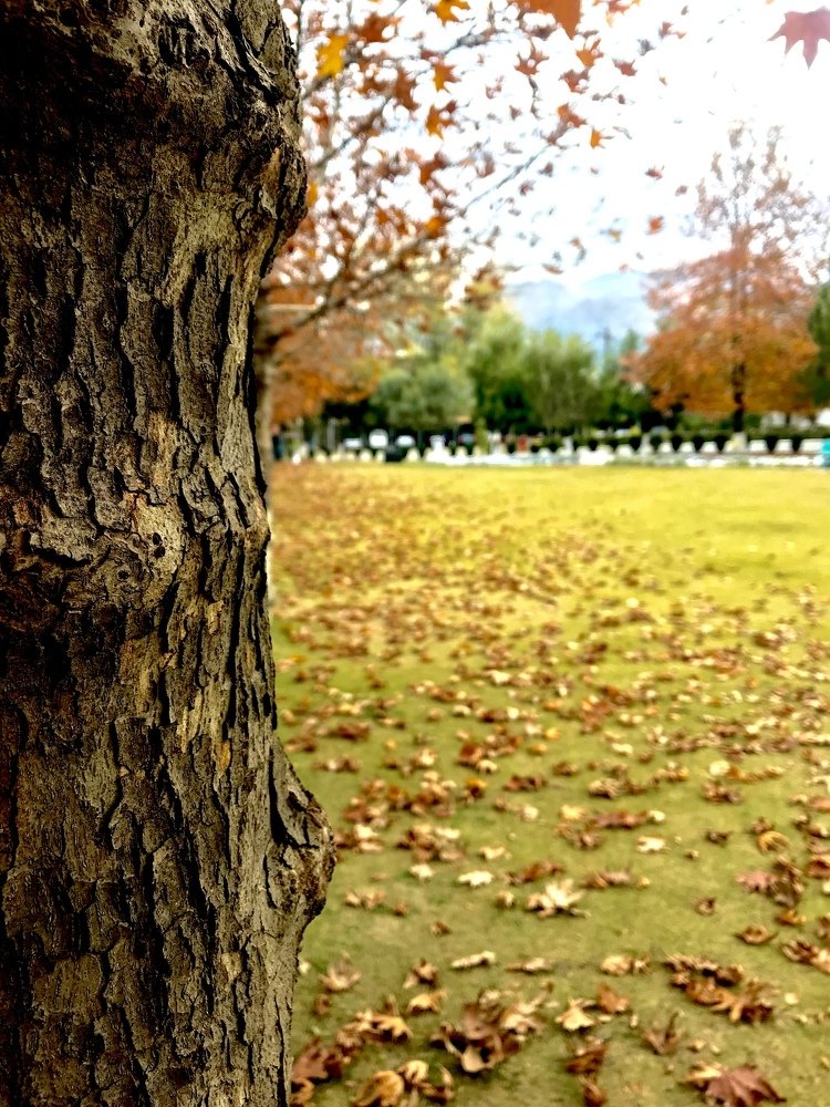 Photograph by Afnan Shafqat