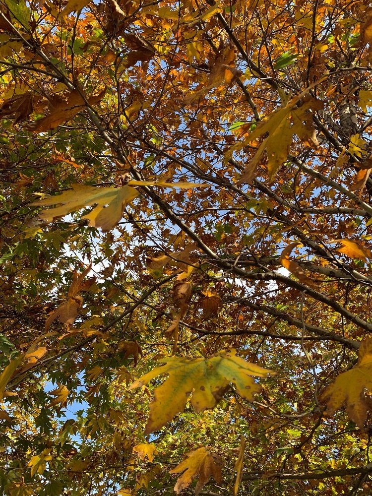 Photograph by Afnan Shafqat