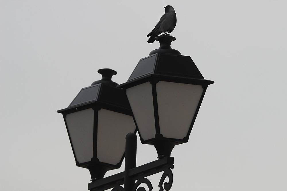 Наблюдатель