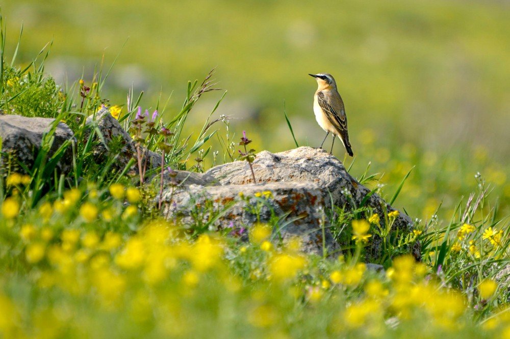 Photograph by Edris Khosravizadeh