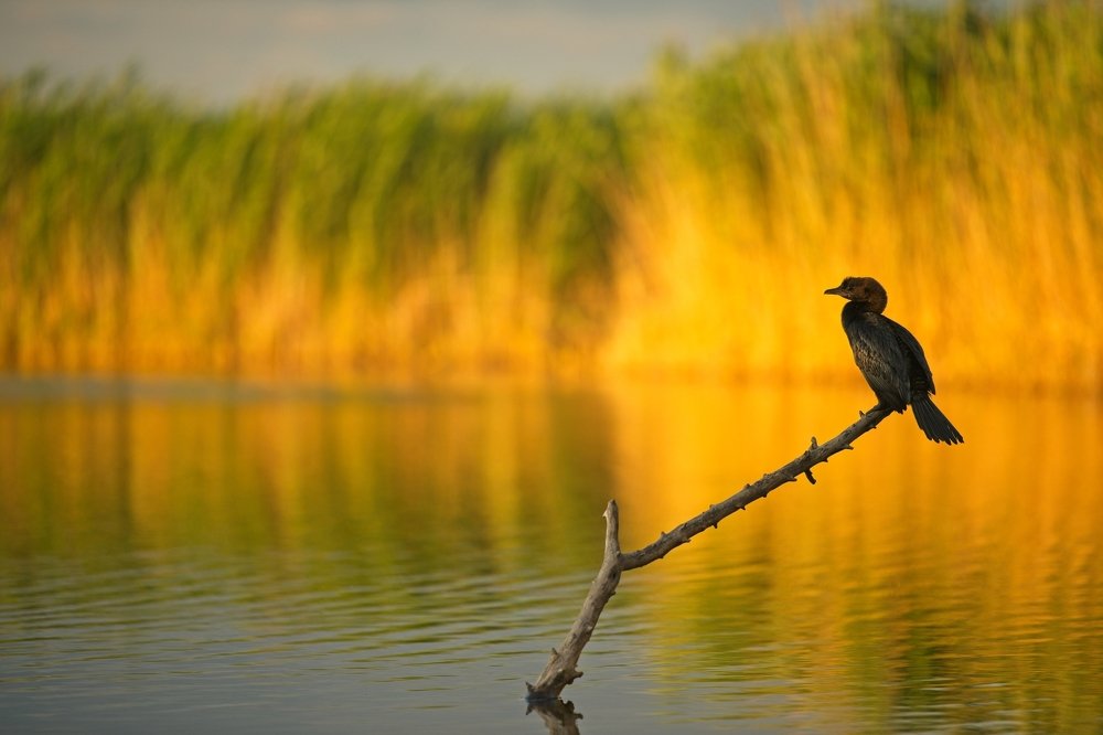 Cormorant at sunset