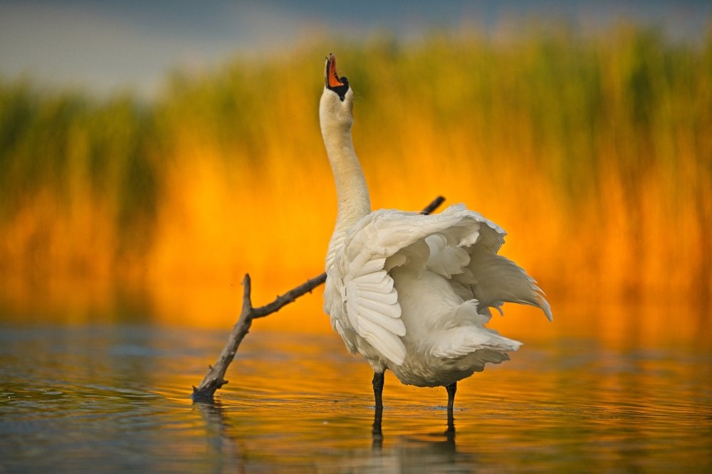 Swan at sunset