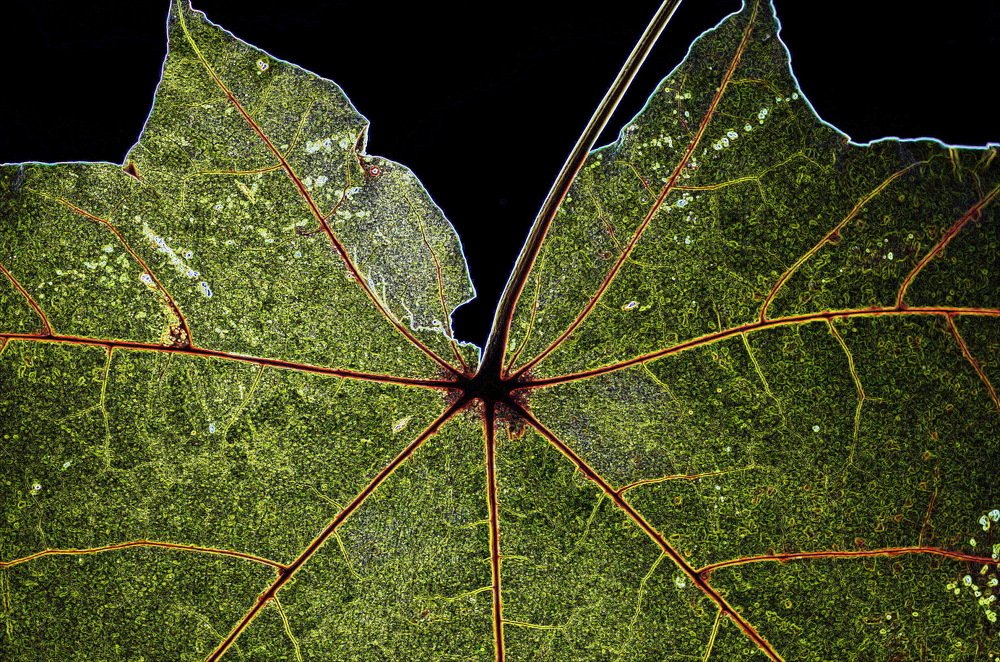 Photograph by Александр Шумаков