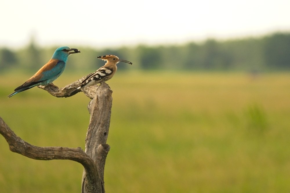 I feed, you feed, we feed