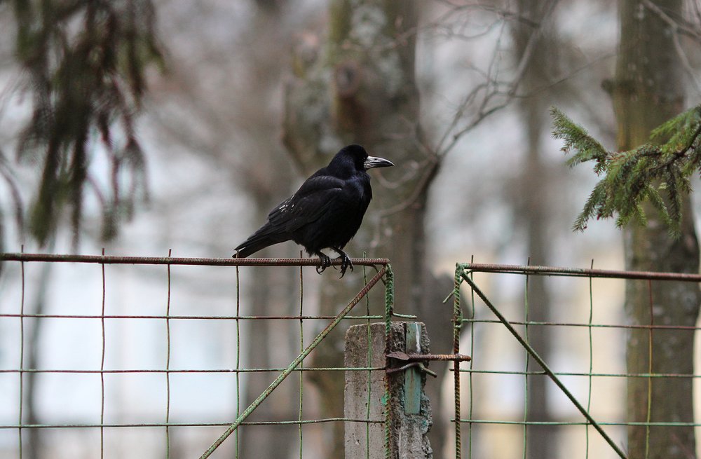 Осмотр территории