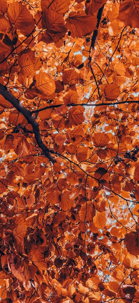 Photograph by Елена Йованович
